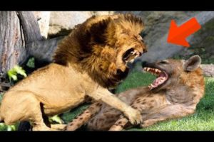 Animals Attack | Real Fight: Lion Want Destroy Hyena To Win Prey