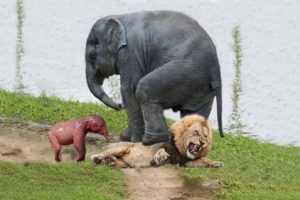 Animals Fight Powerful Lion vs bull Elephant Crocodile vs Elephant Lion attacks , Lion lucky Escape