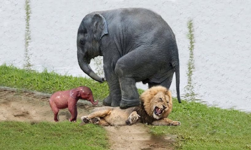 Animals Fight Powerful Lion vs bull Elephant Crocodile vs Elephant Lion attacks , Lion lucky Escape