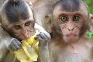 ?Animals Monkeys?baby monkey eating banana | watch the monkeys playing