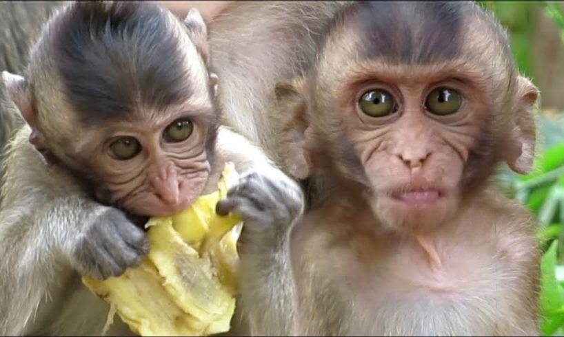 ?Animals Monkeys?baby monkey eating banana | watch the monkeys playing