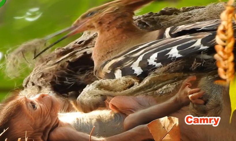 Arizona & Camry Cute Babies animals, Gorgeous Baby Monkey