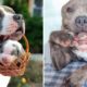 Awesome American Bully and Pitbull - Cute & Funny American Bully Puppies Compilation