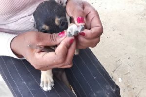 Awesome dog / Rescue Puppy in my village