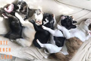 Aww Animals ❤️ So Funny French Bulldog Video ❤️ Dogs Awesome