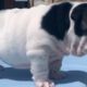?Aww - So Cute English Bulldog Puppies Compilation 2020 | Dogs Awesome ?