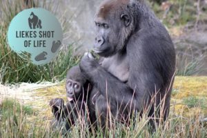 BABY GORILLA PLAYING OUTSIDE