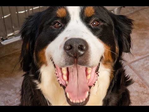 BC SPCA year end video 2016