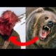 BEAR ATTACKS MAN