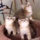 BEST CUTE PUPPIES CATS DOGS FUNNY ANIMALS 2020 PART 02