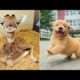 Baby Animals ? Funny Cats and Dogs Videos Compilation (2020) Perros y Gatos Recopilación #12