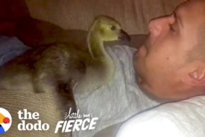 Baby Goose Won't Leave The Side Of The Guy Who Rescued Him | The Dodo Little But Fierce