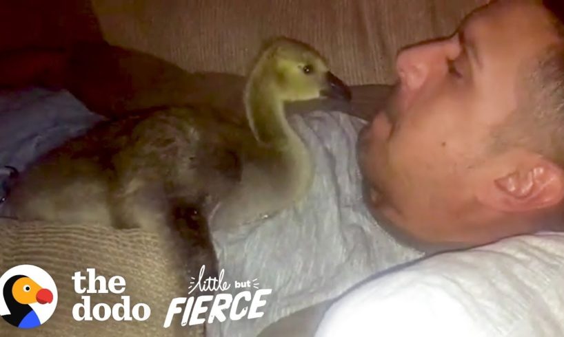 Baby Goose Won't Leave The Side Of The Guy Who Rescued Him | The Dodo Little But Fierce