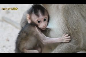 Baby Miller Wants to Play With Other Babies, But Mom Doesn't Want Her Baby Leave off ....