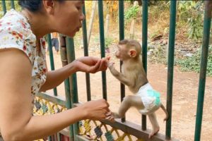 Baby Monkey Zono Enjoy Evening Time Playing Outside With Grandma