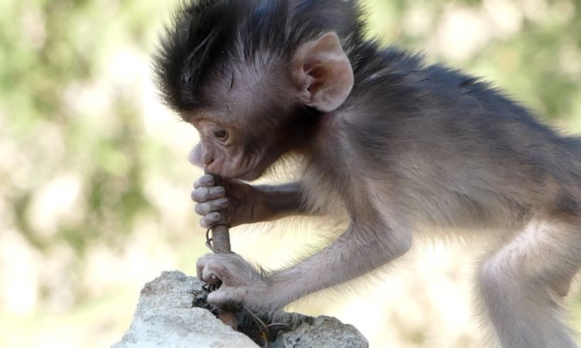 Baby monkey eating wrong food ! Manda put steel into mouth to grind as playing stuff