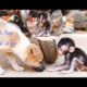 Baly play with cute little puppy and Cat, Lovely smart monkey playing
