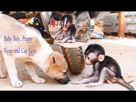 Baly play with cute little puppy and Cat, Lovely smart monkey playing