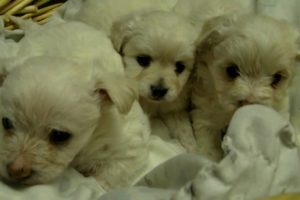 Basket full of cute puppies