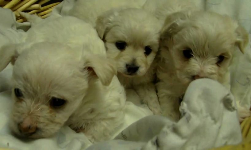 Basket full of cute puppies