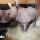 Bebé rinoceronte es rescatado de cazadores | El Dodo