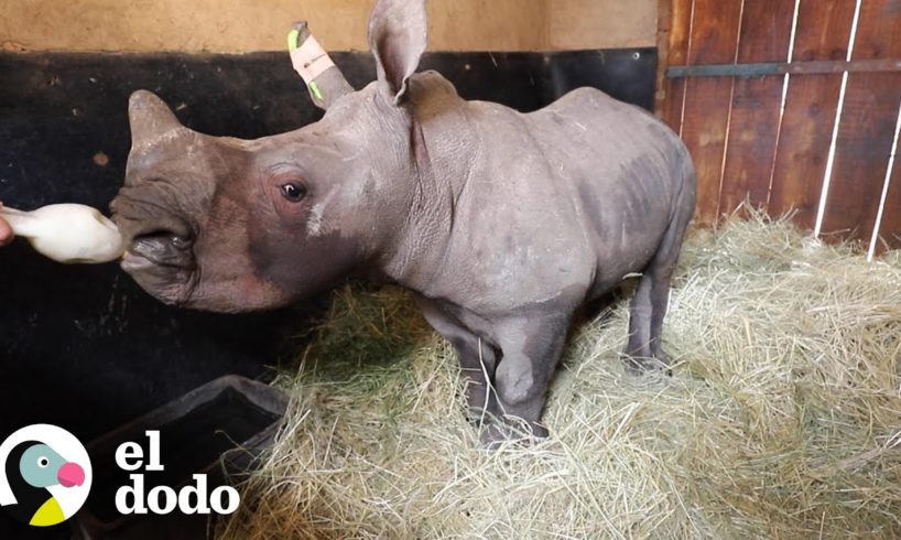 Bebé rinoceronte es rescatado de cazadores | El Dodo