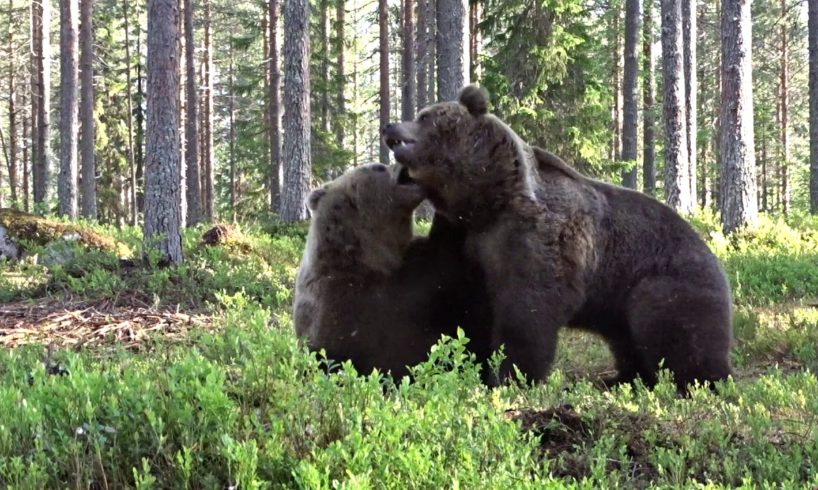 Best Bear fight ever!