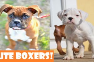 ? Best Of Cute Boxer Puppies - Funny Puppy Videos 2020