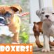 ? Best Of Cute Boxer Puppies - Funny Puppy Videos 2020