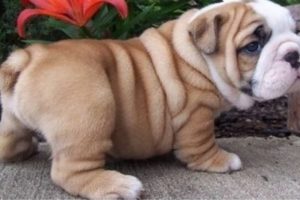 Best Of Cute English Bulldog Puppies Compilation | Dogs Awesome