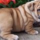 Best Of Cute English Bulldog Puppies Compilation | Dogs Awesome