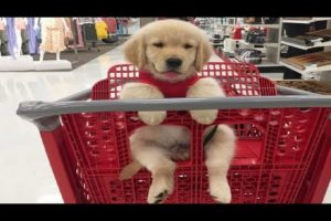 Best Of Cute Labrador Puppies - Funny Puppy Videos 2019