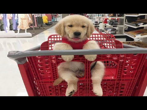 Best Of Cute Labrador Puppies - Funny Puppy Videos 2019