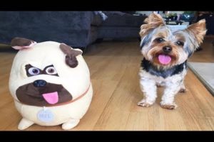 Best Of Cute Yorkie Puppies Compilation #2 - Funny Dogs 2018