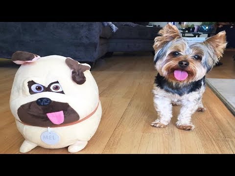 Best Of Cute Yorkie Puppies Compilation #2 - Funny Dogs 2018