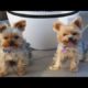 Best Of Cute Yorkie Puppies Compilation - Funny Dogs 2018