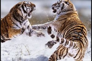 Best Top Animal Fights Caught On Camera
