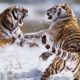Best Top Animal Fights Caught On Camera