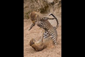 Best Wild Animal Fight - Leopard Attack