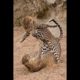Best Wild Animal Fight - Leopard Attack
