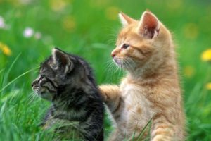 Best kitten fights