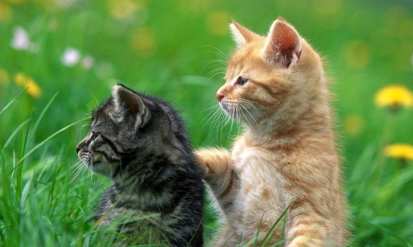 Best kitten fights