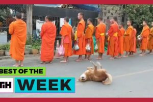 Best of the Week: Dog Dances While Monks Sing Prayer | This is Happening