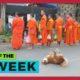 Best of the Week: Dog Dances While Monks Sing Prayer | This is Happening