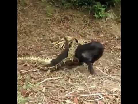 Big Mistake When Python Catch Attack Dog   When Animals Fight Back