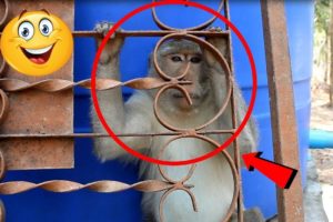 Big funny monkey | Amazing monkey videos