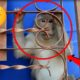 Big funny monkey | Amazing monkey videos