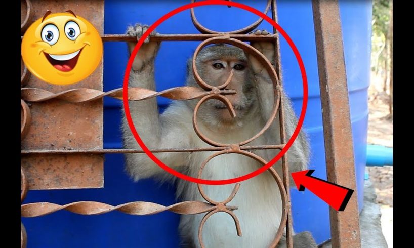 Big funny monkey | Amazing monkey videos