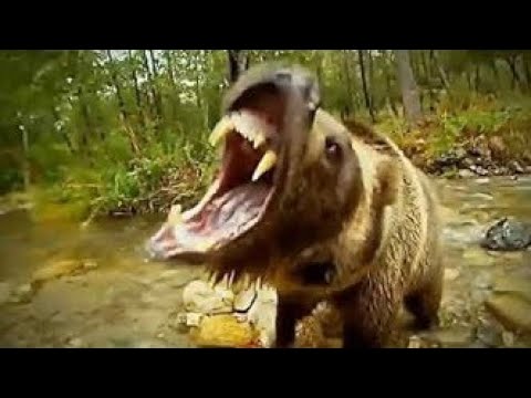 Biggest Wild Animal Fights 2019