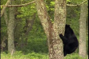 Black Bears - National Park Animals for Kids
